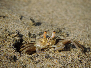 crab on the beach