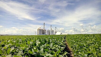 grain silo and soybean field © JoaoPaulo