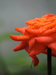 orange rose flower with dew drops..