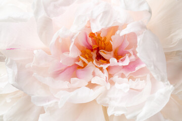 Close-up of pink peony flower head. Floral background.