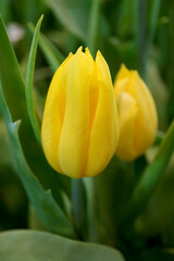 Fototapeta premium Closeup of a Vibrant Yellow Tulip in the Garden 