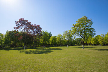 Grass and trees