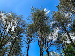 Up view of the sky through the trees