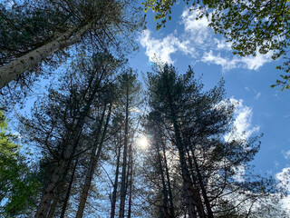 Up view of sky and clouds through the trees