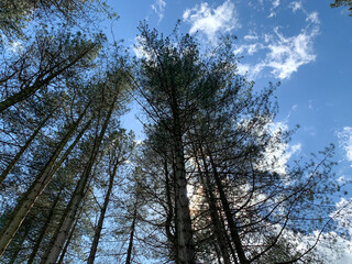 Beautiful blue skies above the trees