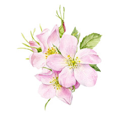 Fototapeta na wymiar A bouquet of delicate rosehip flowers. Light pink flowers are painted in watercolor.
