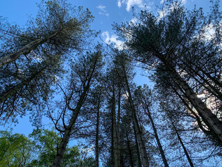 Blue sky through the trees in a forest