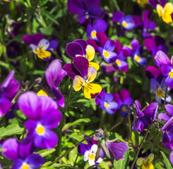 Obraz na płótnie Canvas Beautiful blooming spring and summer flowers garden pansy