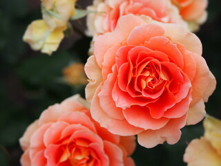 薔薇園に咲く大輪の薔薇
