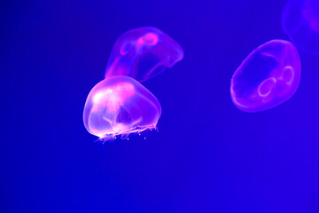 Fish tank with aurelia aurita or moon jellyfish of marine aquarium, water is backlit by blue LED...