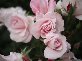 ピンクの薔薇