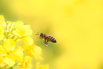 Flying honey bee collecting bee pollen from yellow rapeseed blossom. Bee collecting honey.