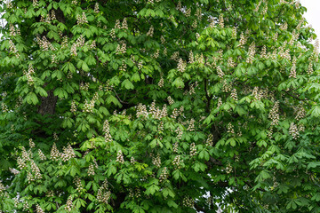 green chestnut crown with white flowers