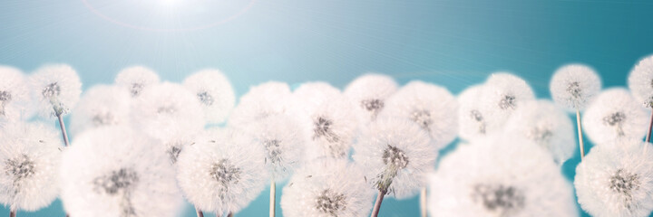 Banner 3:1. White blowball dandelions on blue background. Macro.