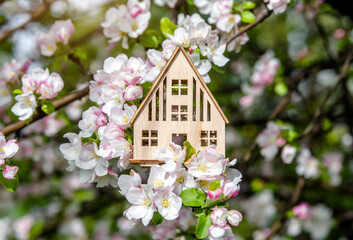 Symbol of the house on the branches of a flowering apple

