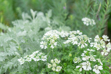 雨の日の庭に咲くオルラヤ