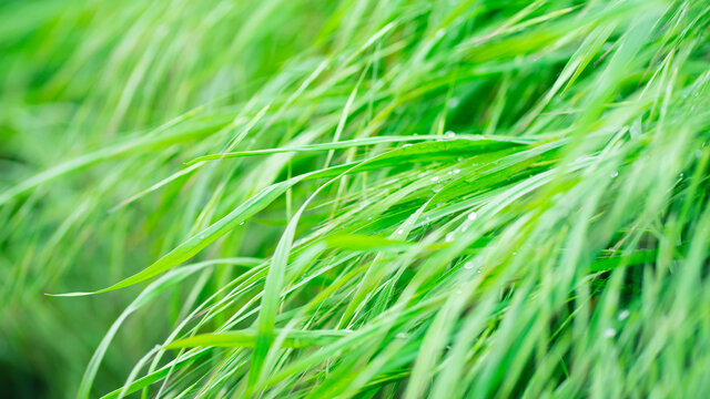 Drops of morning dew on fresh grass. Image with selective focus