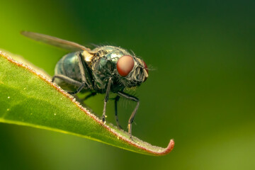 Common green bottle fly resting on a green leaf