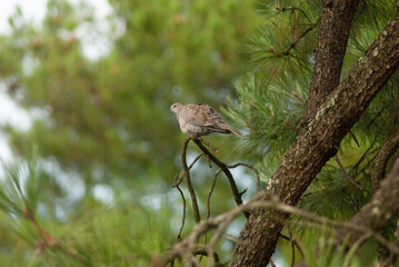 bird on a branch