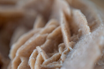 close up of sand star