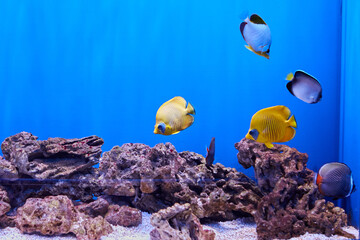 Sea butterflyfish in fish tank in an aquarium.