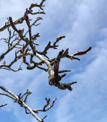 Branches Reaching for the Sky: A Peaceful Nature Scene, brown branches without leaves, gentle clouds