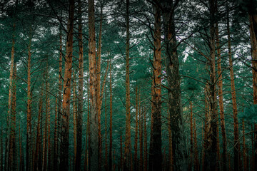 Fototapeta premium rays of light in the forest