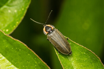 Firefly resting on a green leaf with blurred background