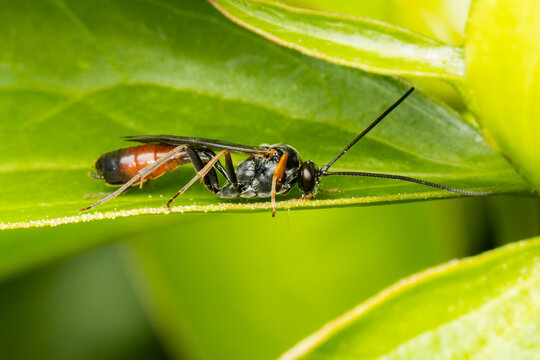 Small ichneumonidae wasp feeding on a peony green leaf on a spring morning
