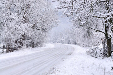 Winter path with frozen trees