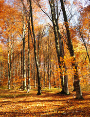 Forest in Autumn