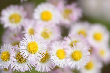 Obraz premium ハルジオンの花