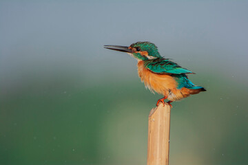 Common Kingfisher (Alcedo atthis) sits on a stick, seen in India.
