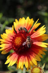 Honey bee on an asteraceae