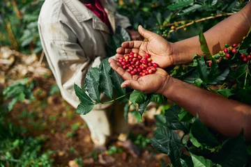 Poster African worker is gathering coffee beans on plantation in bushy wood © Yaroslav Astakhov