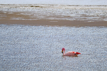 Pink Flamingo Swimming in the Shallow Saline Water of Laguna Hedionda Lake, Bolivian Altiplano, Nor Lipez Province of Bolivia	