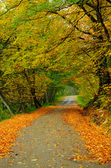 Country road covered with leaves in early Autumn.