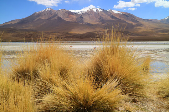 Laguna Hedionda, Amazing Saline Lake in Bolivian Altiplano with the Flamboyance of Pink Flamingos Grazing and Stipa Ichu Desert Grass in Foreground, Bolivia, South America