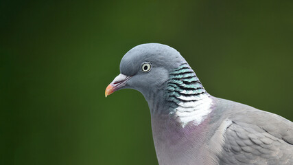 Ringeltaube, Taube, Vogel, Natur, Tier