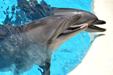 dolphins, dolphin swims in the sea, pool
