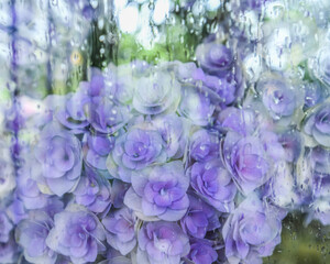雨の中の紫陽花をイメージした写真