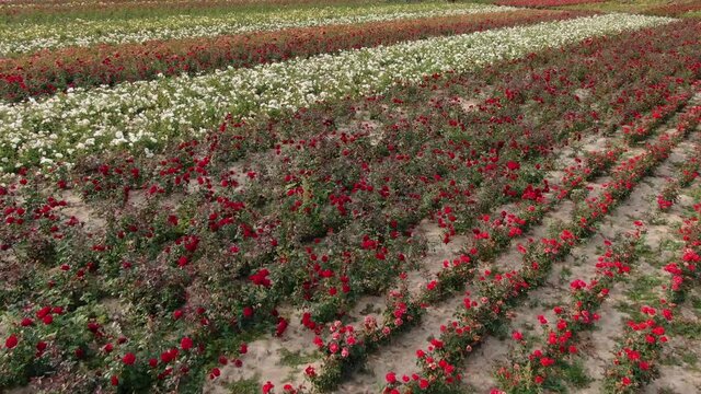 Roses on a field of different colors taken with a drone. Beautiful agriculture