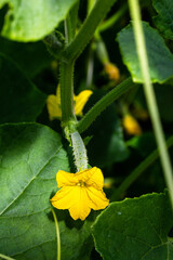 yellow flower on a small cucumber in a vegetable garden in a greenhouse