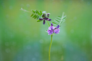 Hedge vetch, a european springtime wild flower picked in May, in front of a window with raindrops