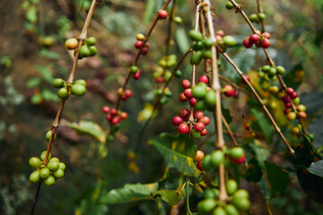 Coffee beans are growing in bushy wood at African mountain forest