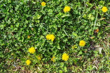 Large yellow dandelions in the green grass. Plants are weeds. the plot is overgrown with grass