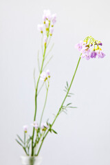 Cuckooflower, a european wild flower picked in May on light gray background