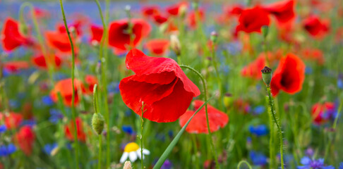 Obraz premium Field of blooming poppies and other wild flowers in summer