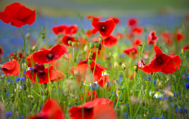 Field of blooming poppies and other wild flowers in summer