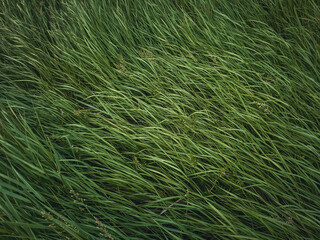 Closeup wild green grass sway in the wind. Greening plants on a picturesque summer meadow. Different herb and vegetation. Idyllic rural field texture, natural background. Countryside grassland